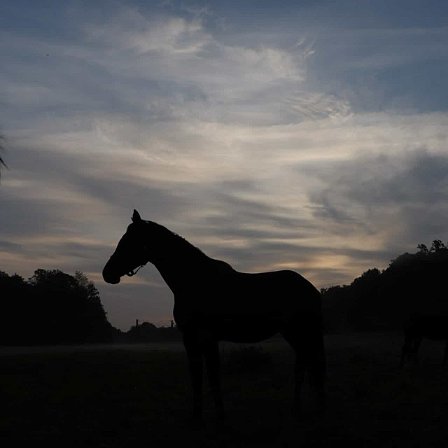 Giavedia von Gl�cksruf y Saint Cyr - Foto: Sabine Bayer
