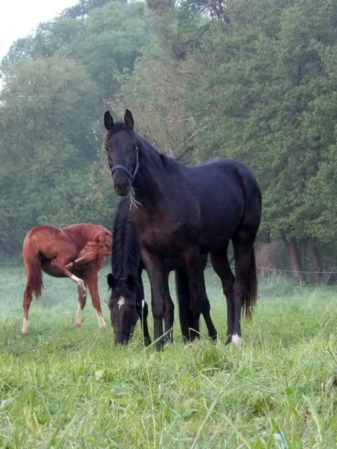 J�hrlinge und Zweij�hrige Stuten - Foto: Sabine Bayer