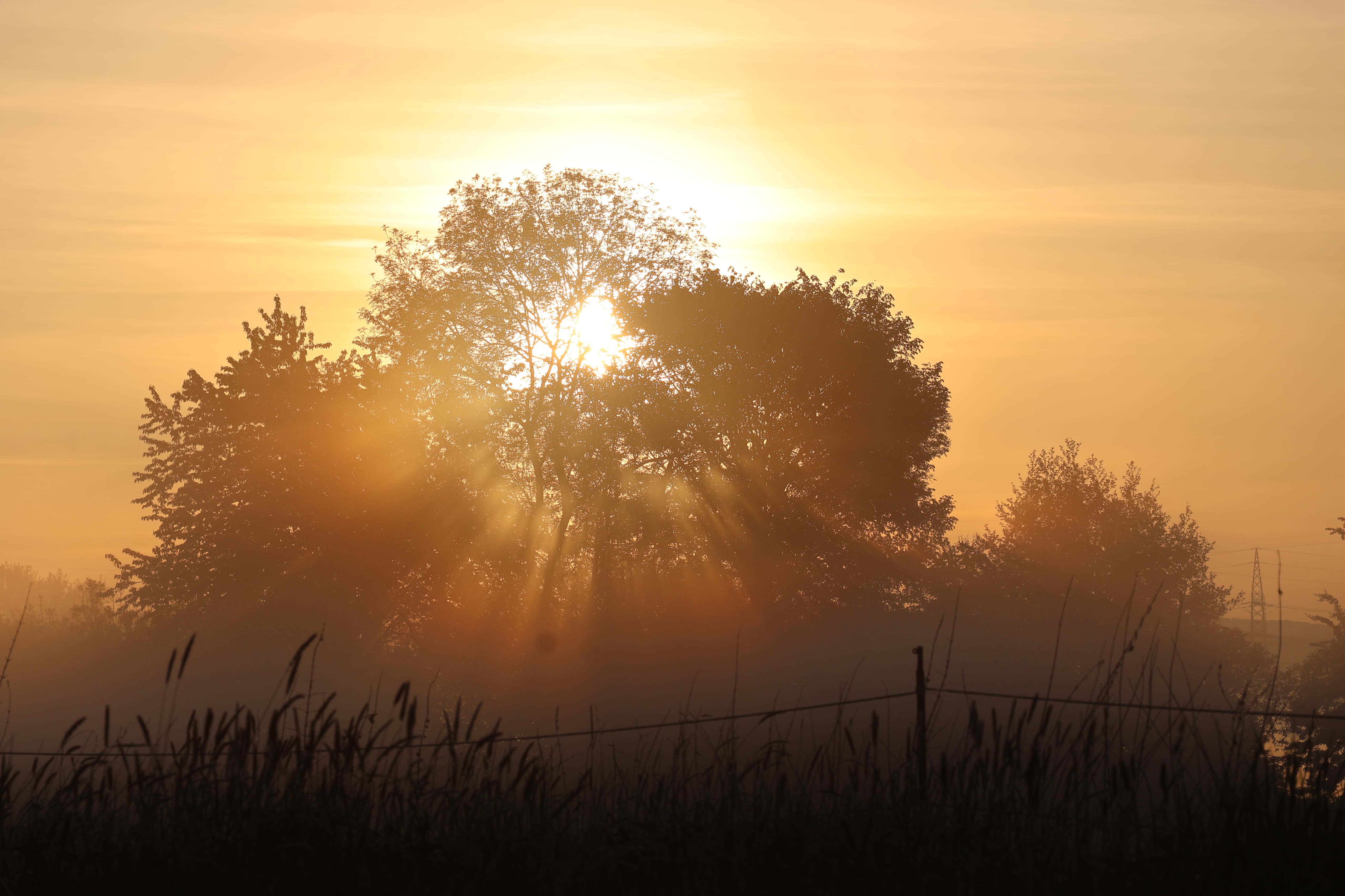Impressionen - Mai 2025 - Trakehner Gestt Hmelschenburg  - Foto: Beate Langels