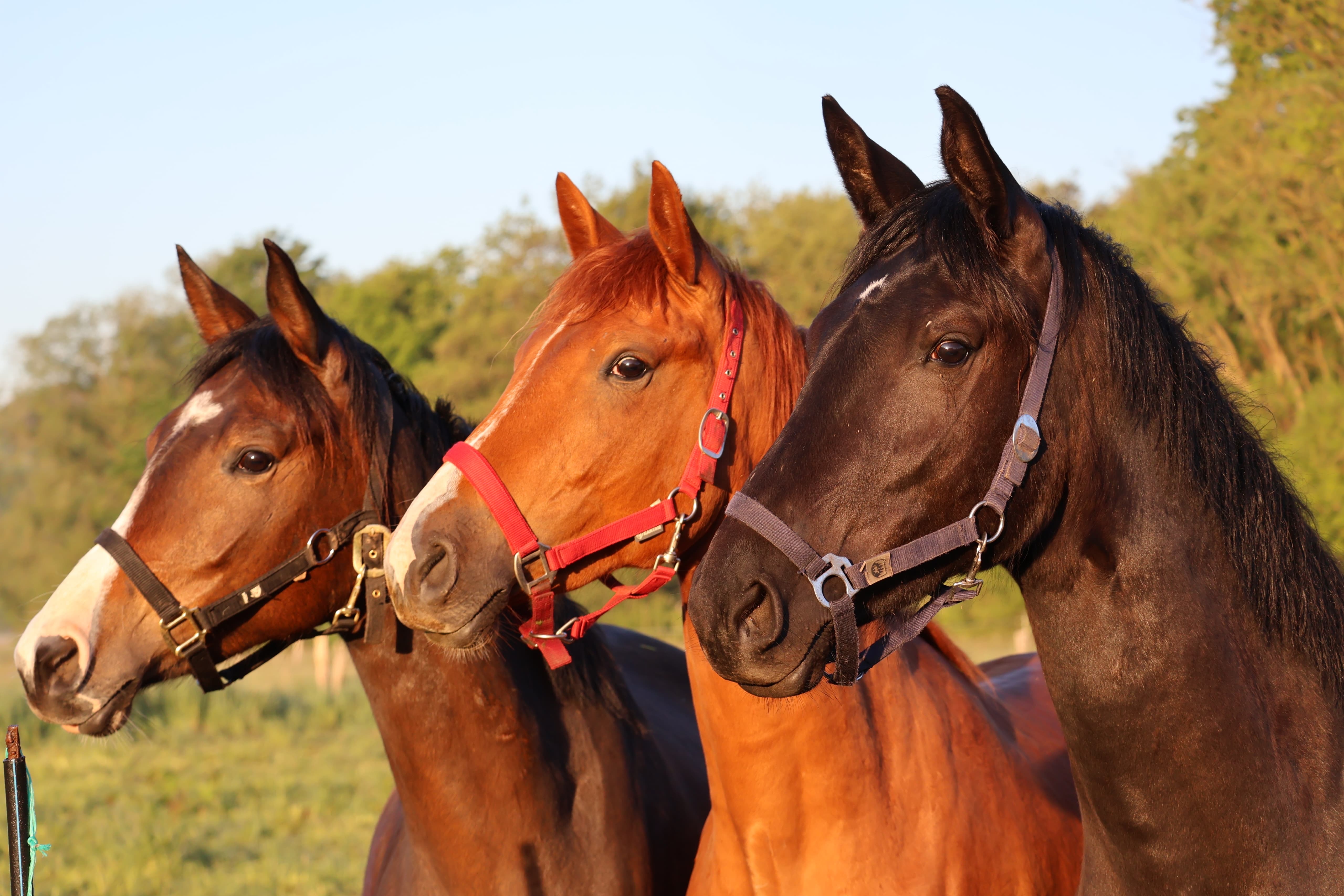 2jährige Stuten im Tal der Emmer - 11.Mai 2025 - Trakehner Gestüt Hämelschenburg - Foto Sabine Beyer