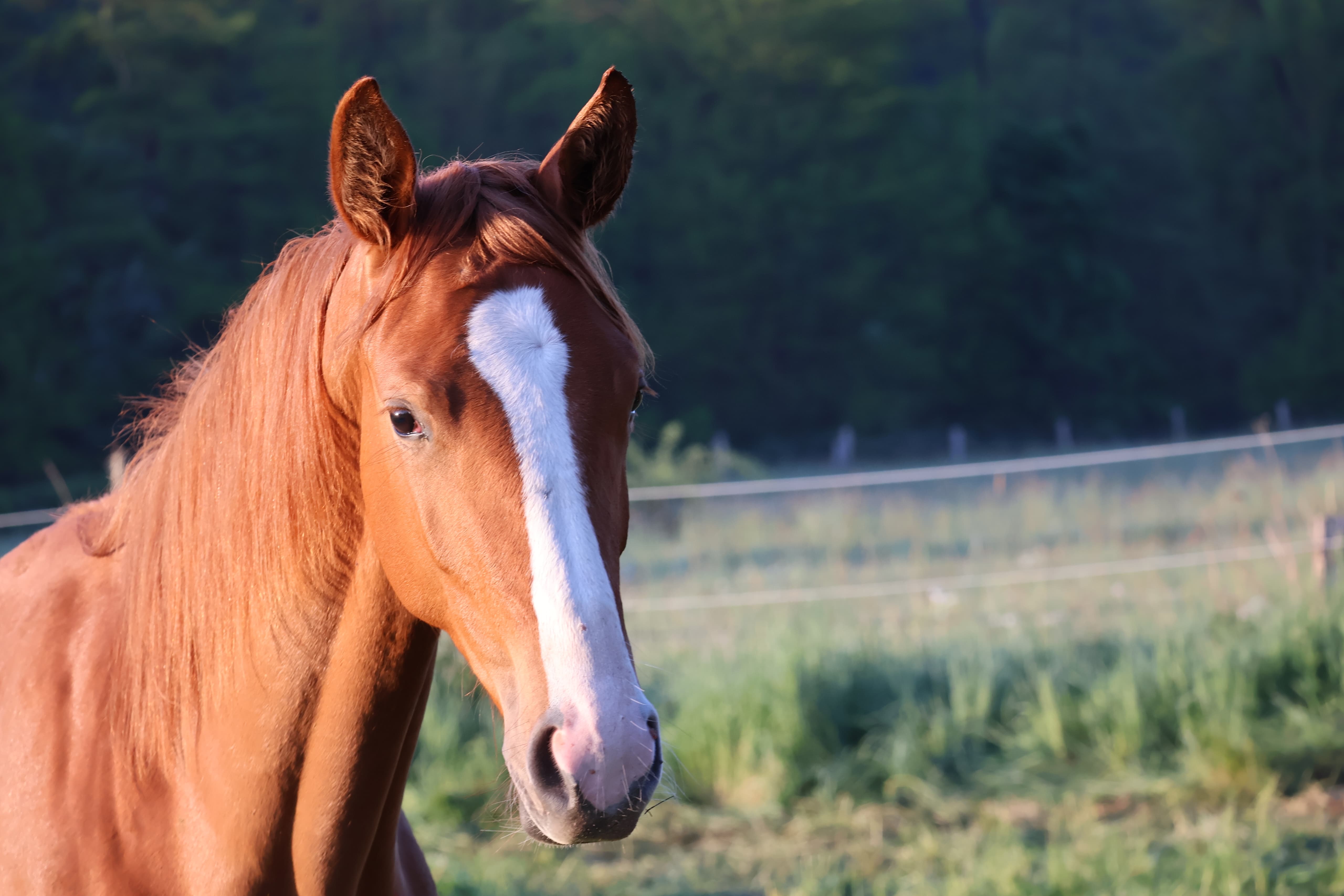 Trés Unique v. His Moment (als Jährling) im Tal der Emmer - 11.Mai 2025 - Trakehner Gestüt Hämelschenburg - Foto Sabine Beyer