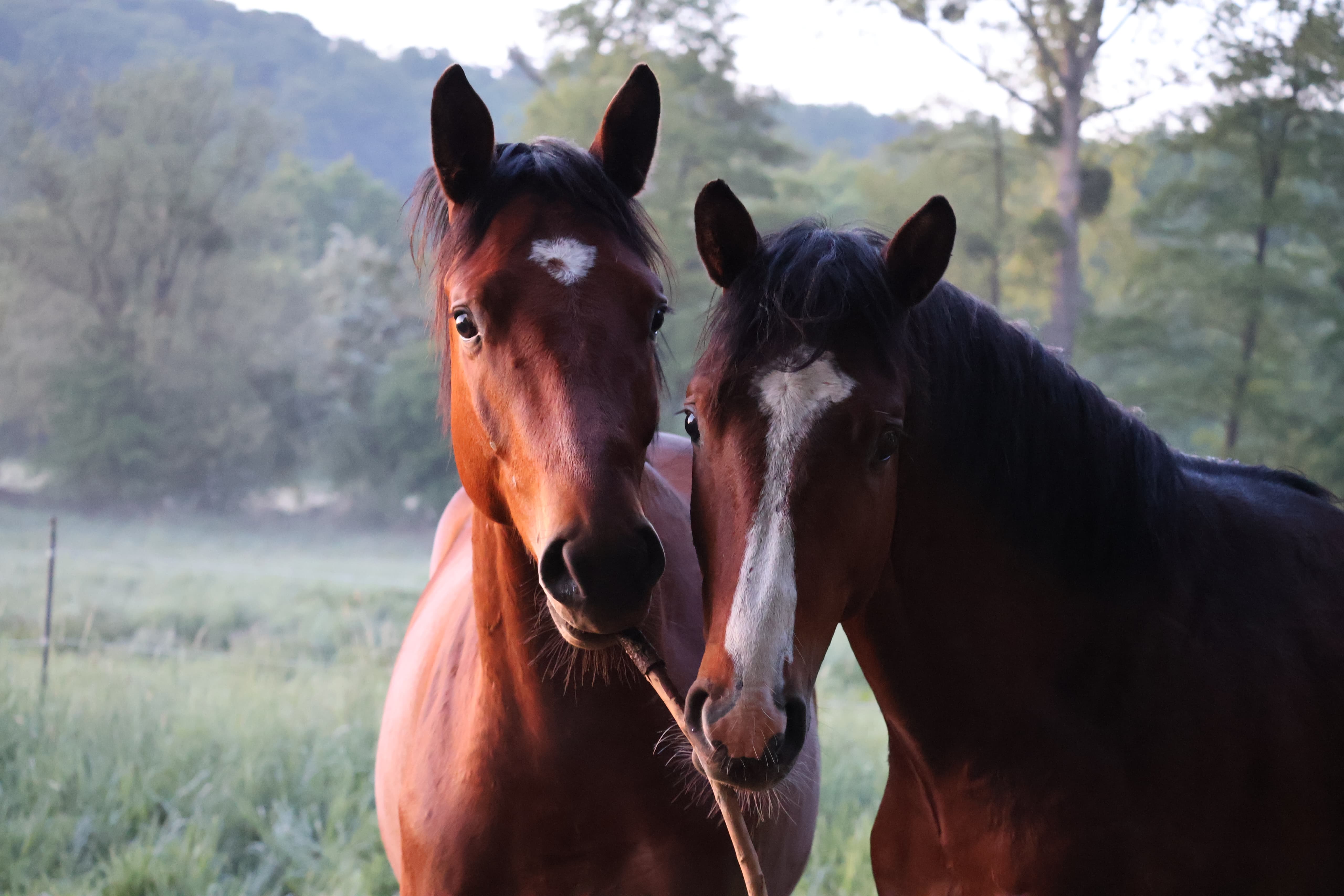 Trakehner Junghengste im Tal der Emmer - 11.Mai 2025 - Trakehner Gestüt Hämelschenburg - Foto Sabine Beyer