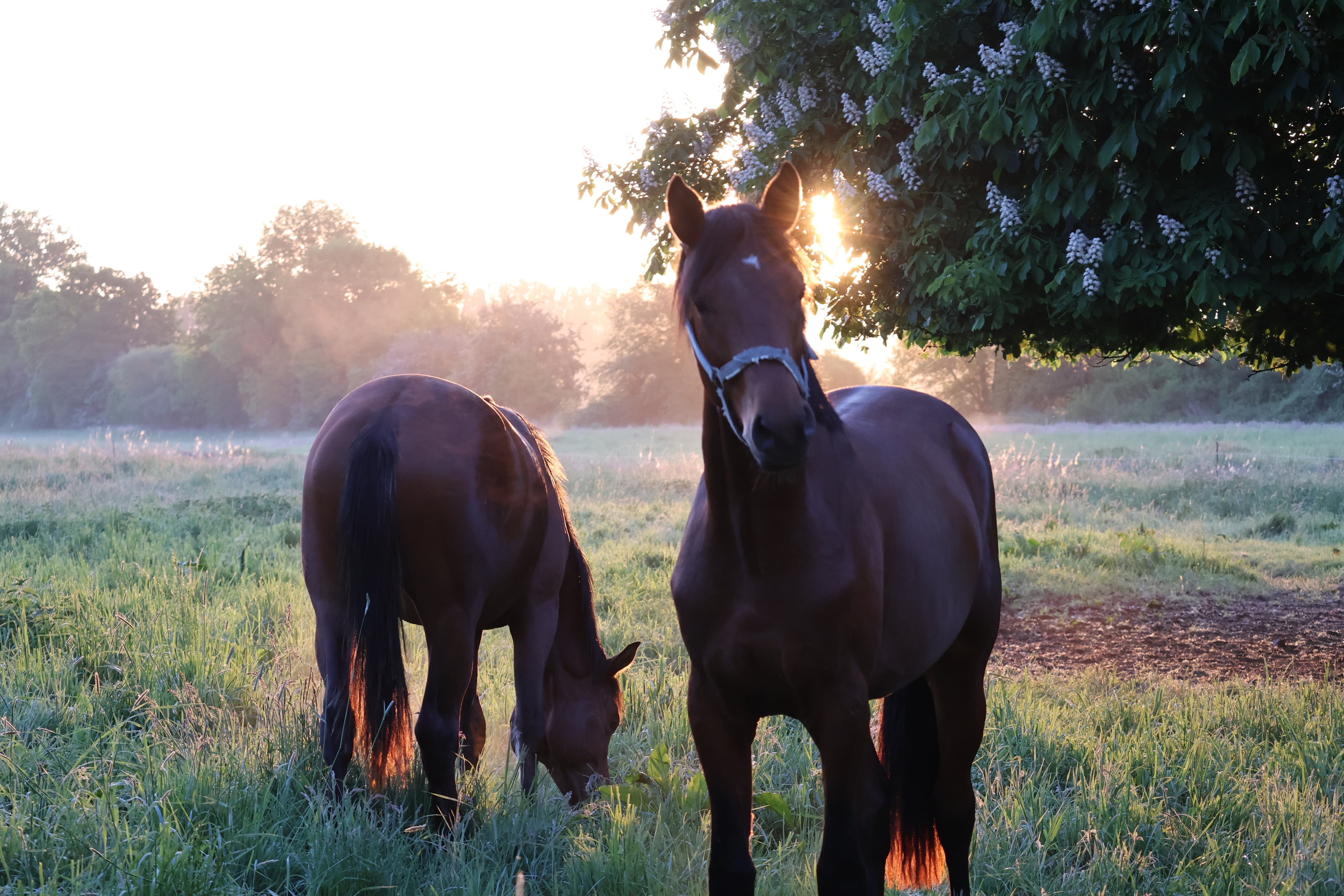 Impressionen - Mai 2025 - Trakehner Gestt Hmelschenburg  - Foto: Sabine Beyer