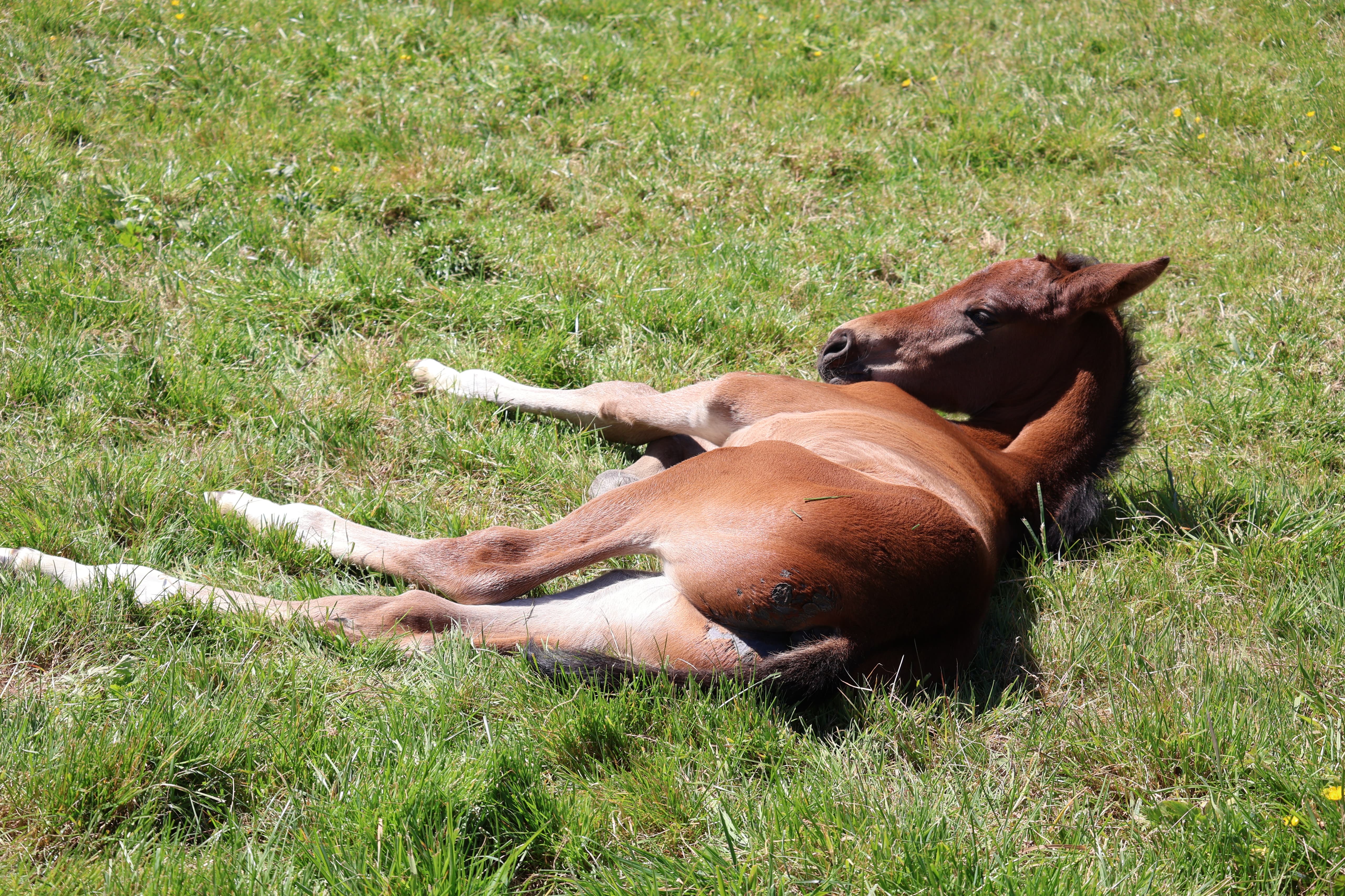 Trakehner Hengstfohlen von Gl�cksruf - Gest�t H�melschenburg - 16.Mai 2025 - Trakehner Gest�t H�melschenburg - Foto Sabine Beyer