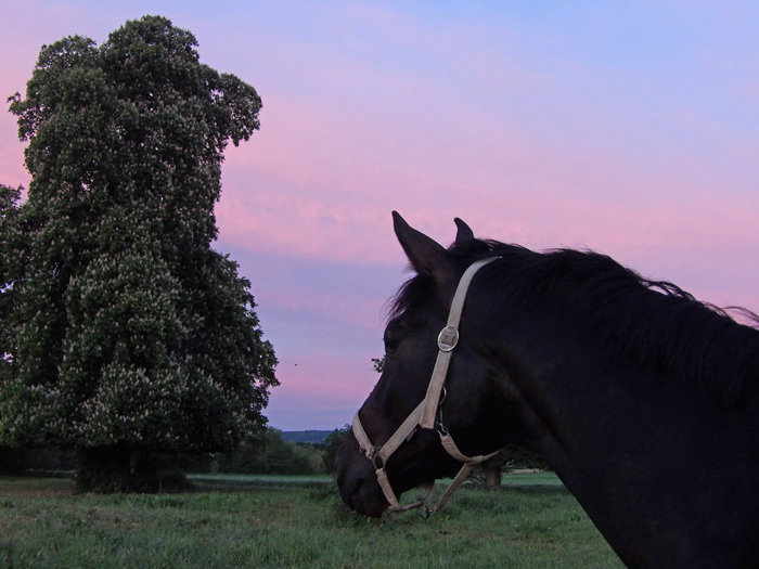 Scansano im Mai 2024 - Foto: Sabine Beyer