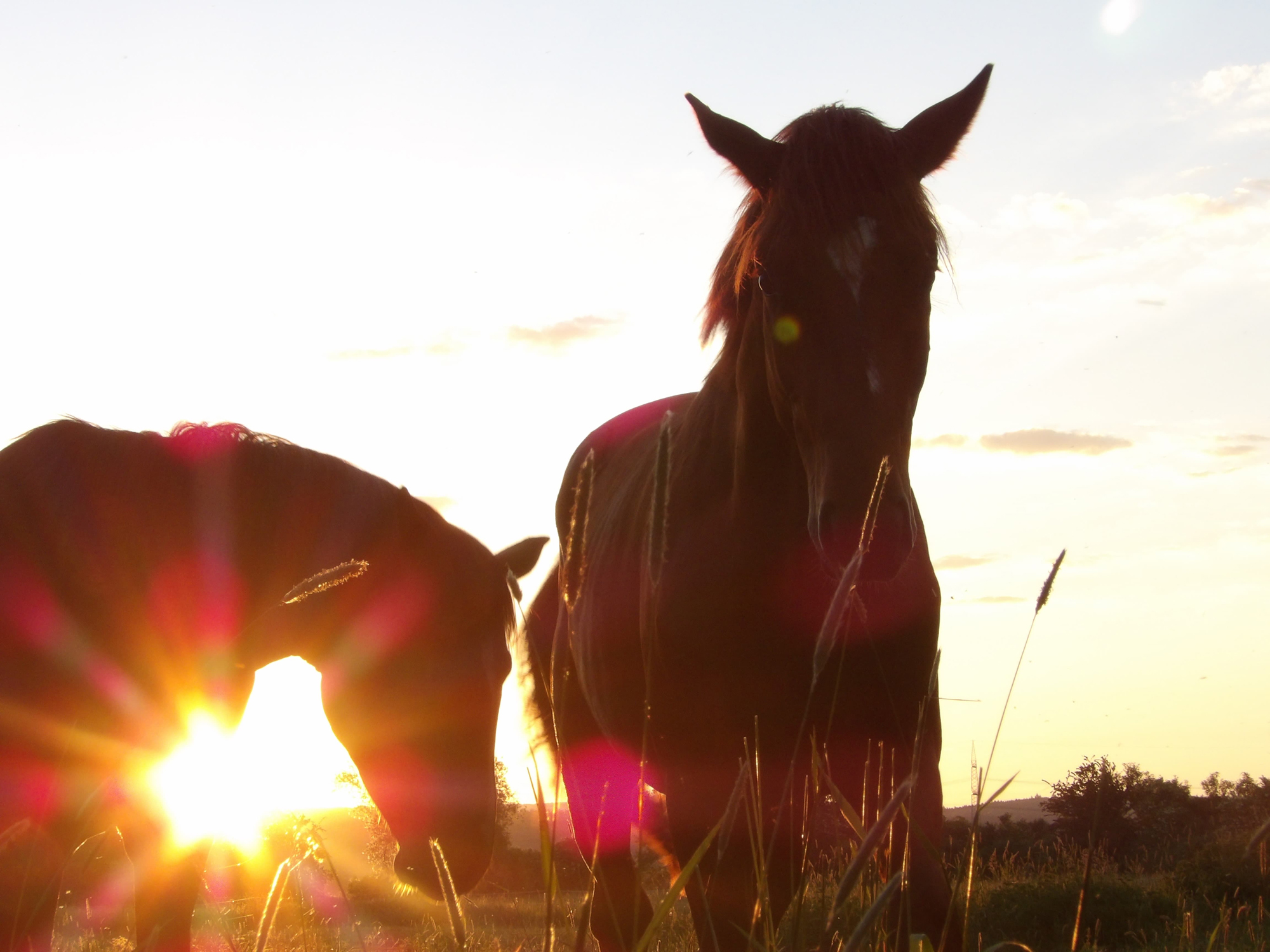 2j�hrige Hengste im Mai 2024 - Foto: Sabine Beyer
