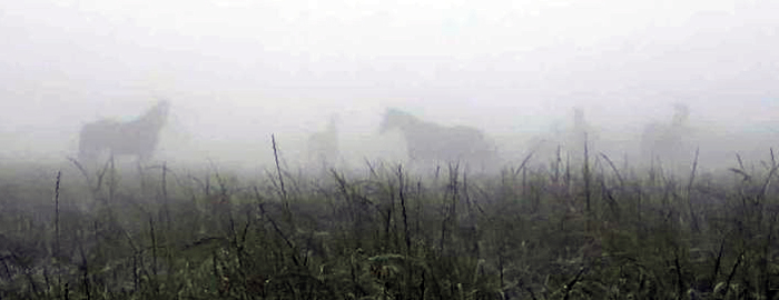 Morgens fr�h an der Emmer bei den Trakehnern - Foto: Sabine Beyer - Trakehner Gest�t H�melschenburg