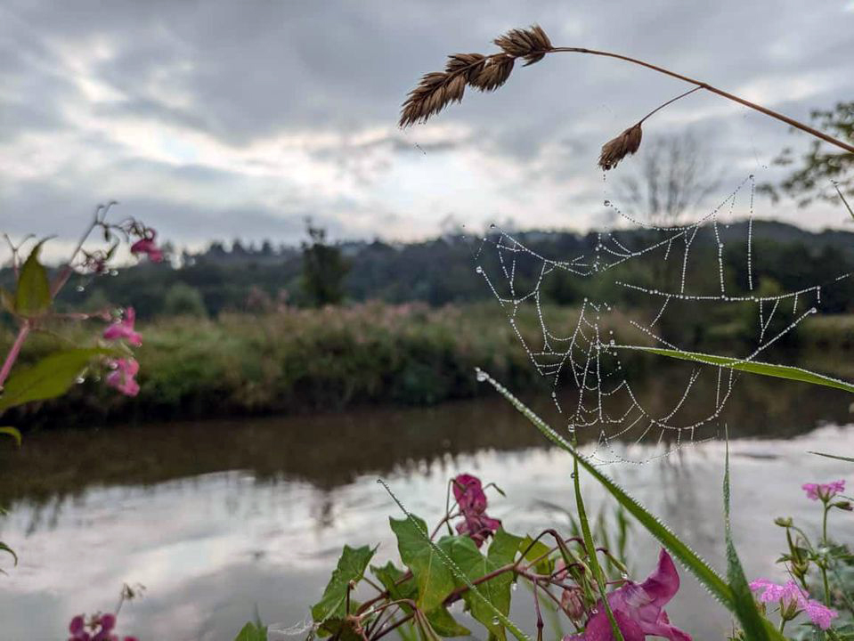 Morgens fr�h an der Emmer bei den Trakehnern - Foto: Sabine Beyer - Trakehner Gest�t H�melschenburg