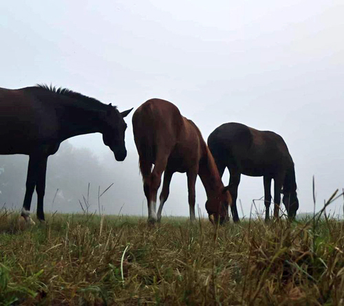 Morgens fr�h an der Emmer bei den Trakehnern - Foto: Sabine Beyer - Trakehner Gest�t H�melschenburg