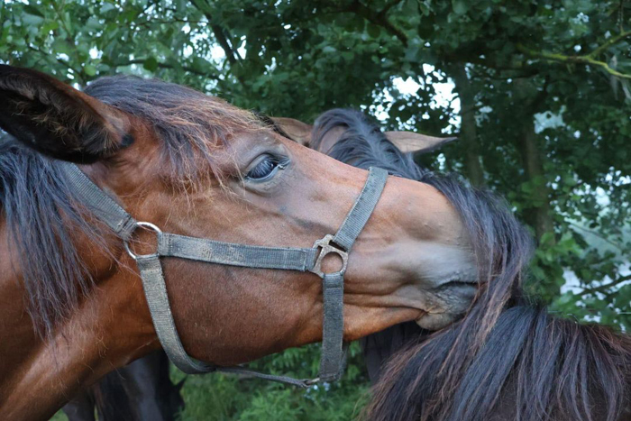 Morgens fr�h an der Emmer bei den Trakehnern - Foto: Sabine Beyer - Trakehner Gest�t H�melschenburg