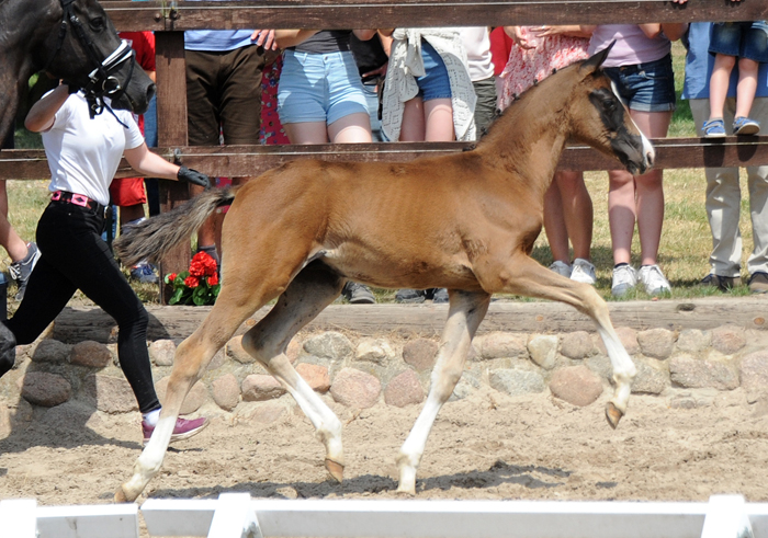 Hengstfohlen von Schplitzer u.d. Pr.St. Grace Jones v. Millennium x Alter Fritz - Foto Beate Langels - Trakehner Gestt Hmelschenburg