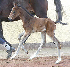 Trakehner Filly by Kostolany out of Schwalbenfeder by Summertime