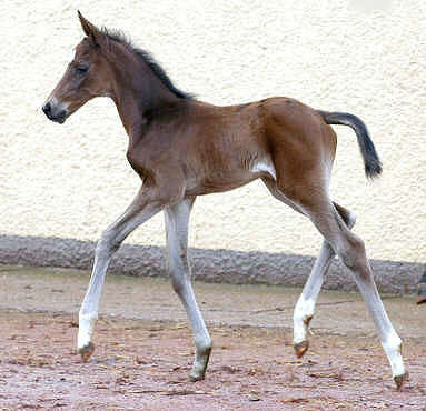 at the age of 3 days: Trakehner Filly by Kostolany out of Schwalbenfeder by Summertime