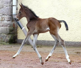 3 days old: Trakehner filly by Kostolany out of Schwalbenfeder by Summertime
