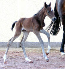 Schwalbenliebe, Trakehner filly by Kostolany out of Schwalbenfeder by Summertime