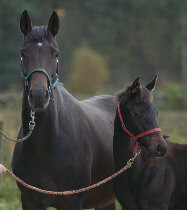 Germania with her filly by Summertime