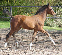 Trakehner Filly by Freudenfest - Exclusiv