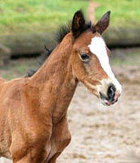 Filly by Freudenfest