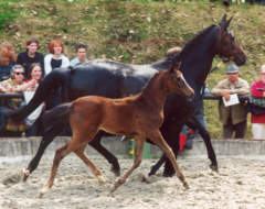 Schwalbenspiel (6-years old) with her filly by Summertime