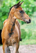 Filly by Shavalou out of Gloriette by Kostolany, Breeder: Bernhard Langels, Schplitz