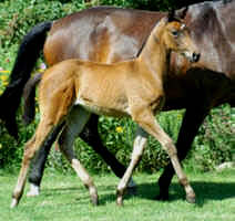 Filly by Shavalou out of Gloriette by Kostolany