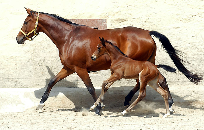 Trakehner Filly by Showmaster out of Tabea by Summertime