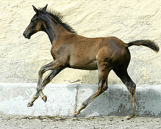 Trakehner Filly by Kostolany out of Schwalbenfeder by Summertime