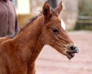 at the age of 12 hours: Oldenburger Filly by Summertime out of Beloved by Kostolany, Gestt Hmelschenburg - Beate Langels