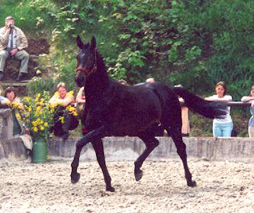 2 years old: Trakehner by Exclusiv - Enrico Caruso