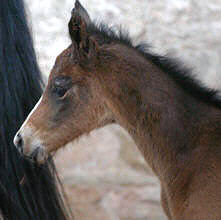 Filly by Summertime x Alter Fritz