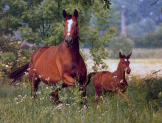 Gavotte with her filly by Kostolany