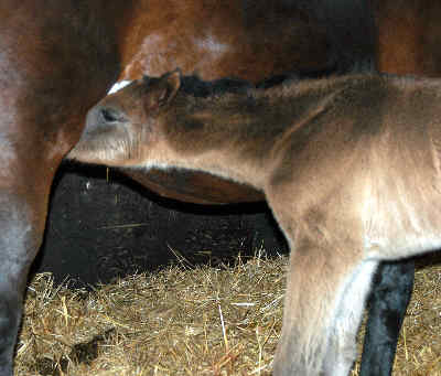 at the age of 6 hours - filly by Enrico Caruso - Exclusiv