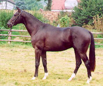 2-years old stallion by Exclusiv - Karon