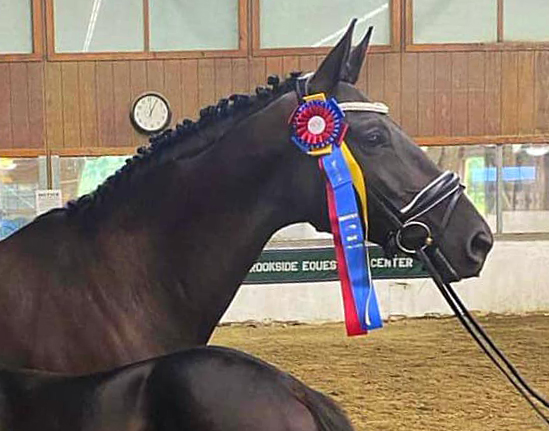 Trés Chic - Trakehner Stute von Schwarzgold u.d. Pr.u.StPrSt. Tacyra v. Saint Cyr - Foto: Joshua Johnson - Trakehner Gestüt Hämelschenburg