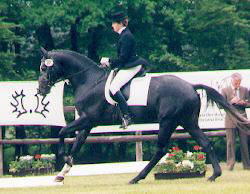 3-years old - Winner in riding tests for young horses