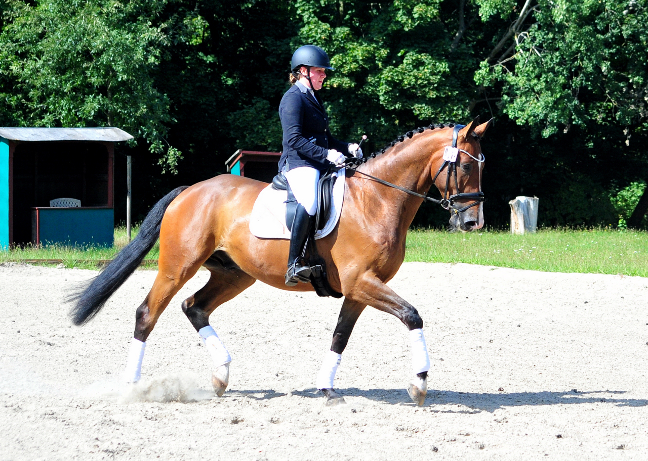 Tom Taylor v Zauberdeyk u.d. St.Pr.u.Pr.St. Tacyra v. Saint Cyr - Foto Beate Langels - Trakehner Gestüt Hämelschenburg