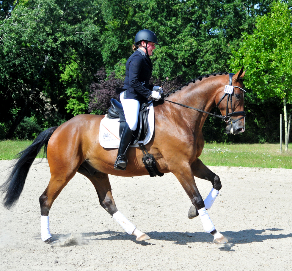 Tom Taylor v Zauberdeyk u.d. St.Pr.u.Pr.St. Tacyra v. Saint Cyr - Foto Beate Langels - Trakehner Gestüt Hämelschenburg