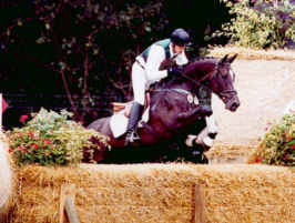 finalist at teh Bundeschampionate for young German bred eventhorses 
	in 2001