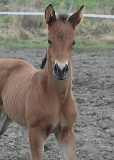 Trakehner Colt by Exclusiv out of Schwalbenfee by Freudenfest
