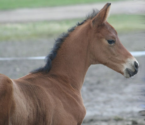 Trakehner Colt by Exclusiv out of Schwalbenfee by Freudenfest, Foto: Ulrike Sahm