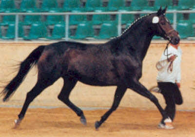 Ulla - 1b Preistr�gerin der Landesschau 2001 im Zuchtbezirk Bayern