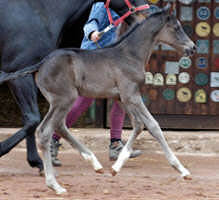 Black filly by Exclusiv out of Vicenza by Showmaster (at the age of two days)