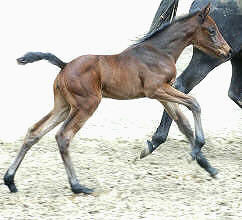 at the age of 4 days: Filly by Perechlest out of Vicenza by Showmaster Trakehner Gestt Hmelschenburg