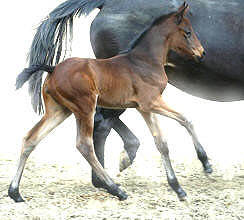at the age of 4 days: Filly by Perechlest out of Vicenza by Showmaster