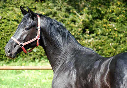 2years old stallion by Alter Fritz - Exclusiv
