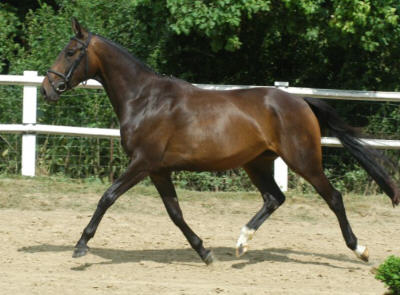 Vieve la Vie - v. Kostolany - Be my Chief xx (3-jhrig)