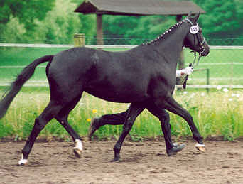 Vineta by Exclusiv - Kostolany - Reserve-Champion at the Central Mare Grading 2003