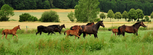 Stuten und Fohlen im Trakehner Gest�t H�melschenburg - Foto: Beate Langels