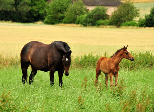 Valentine und ihre Tochter Valenzia v. Zauberdeyk  im Trakehner Gest�t H�melschenburg - Foto: Beate Langels