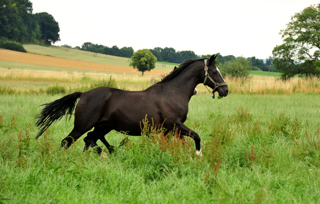 Greta Garbo (20j�hrig) im Trakehner Gest�t H�melschenburg - Foto: Beate Langels